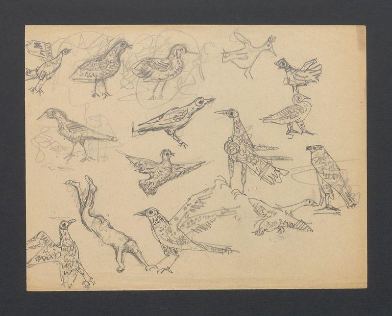 Szkice ptaków
