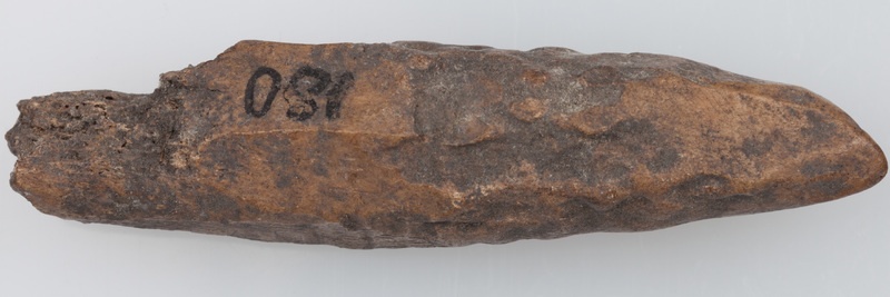 Poroże półsurowiec