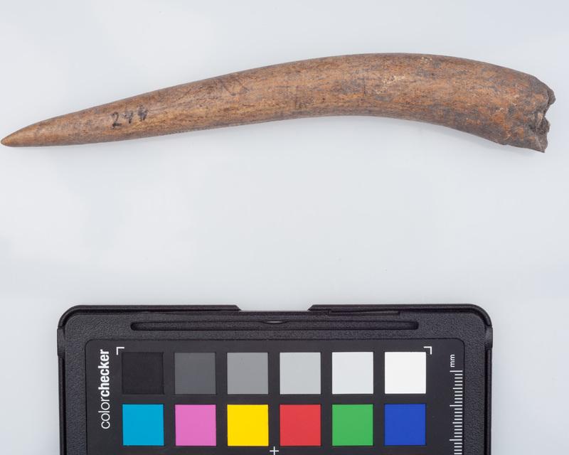 Poroże półsurowiec