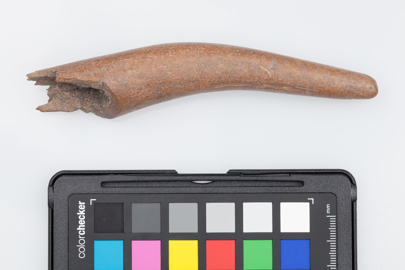 Poroże półsurowiec