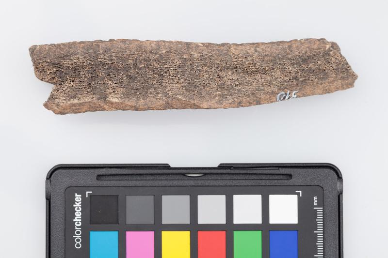 Poroże półsurowiec