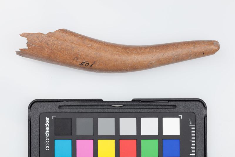 Poroże półsurowiec