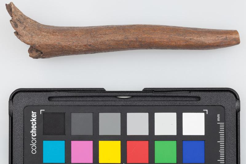 Poroże półsurowiec