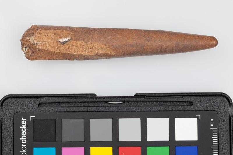 Poroże półsurowiec