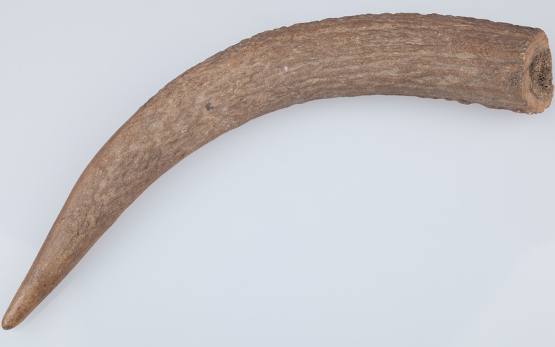 Poroże półsurowiec