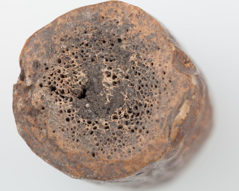 Półfabrykat z poroża