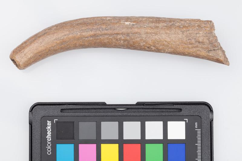 Poroże półsurowiec