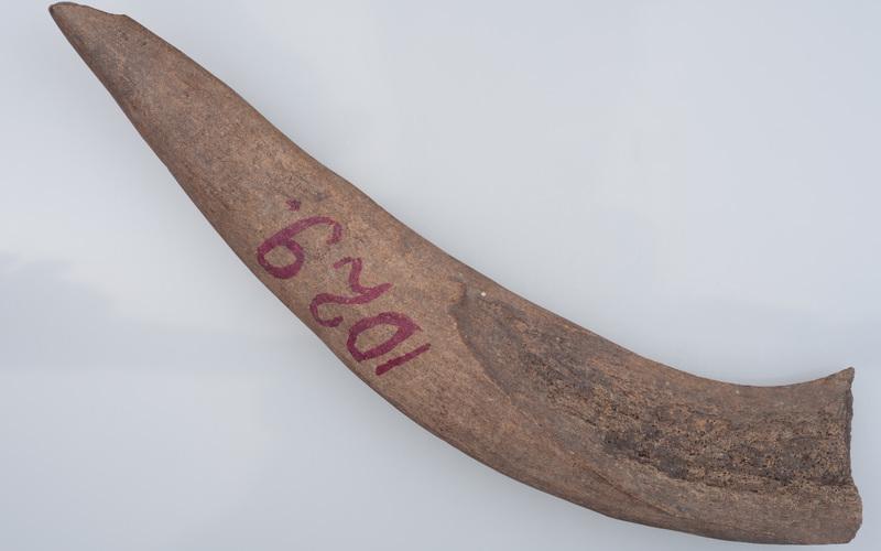 Poroże półsurowiec