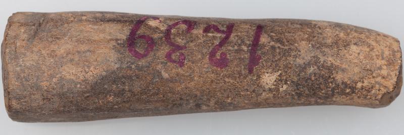 Poroże półsurowiec