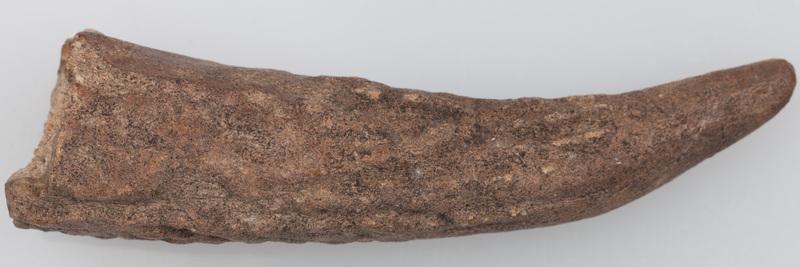 Poroże półsurowiec