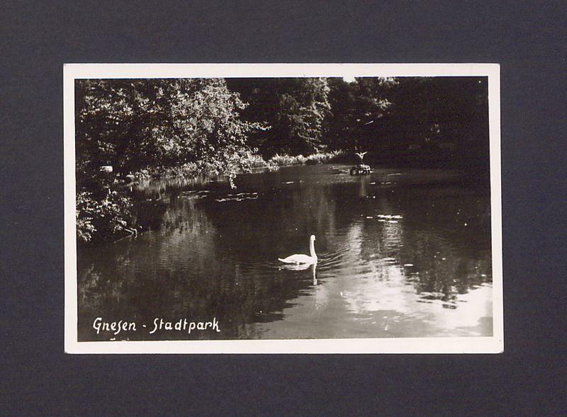 Park Miejski w Gnieźnie. Fragment stawu z łabędziem.