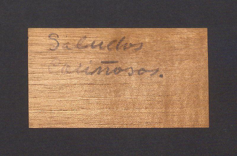 Wizytówka, Profr. Enrique Gottdiener