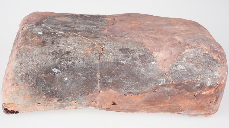 Kafel z tarczownikiem