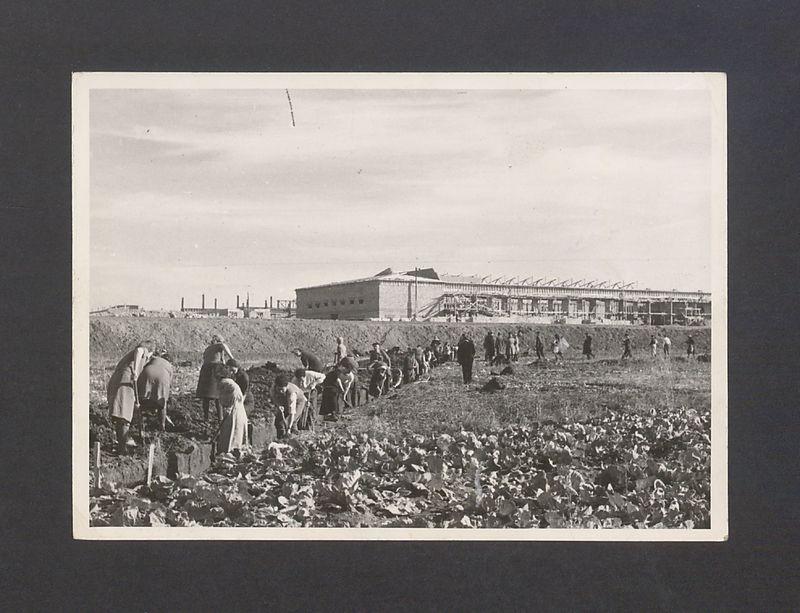 Tadeusz Kulisiewicz, fotografia