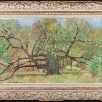 Dąb Asnyka w parku kaliskim